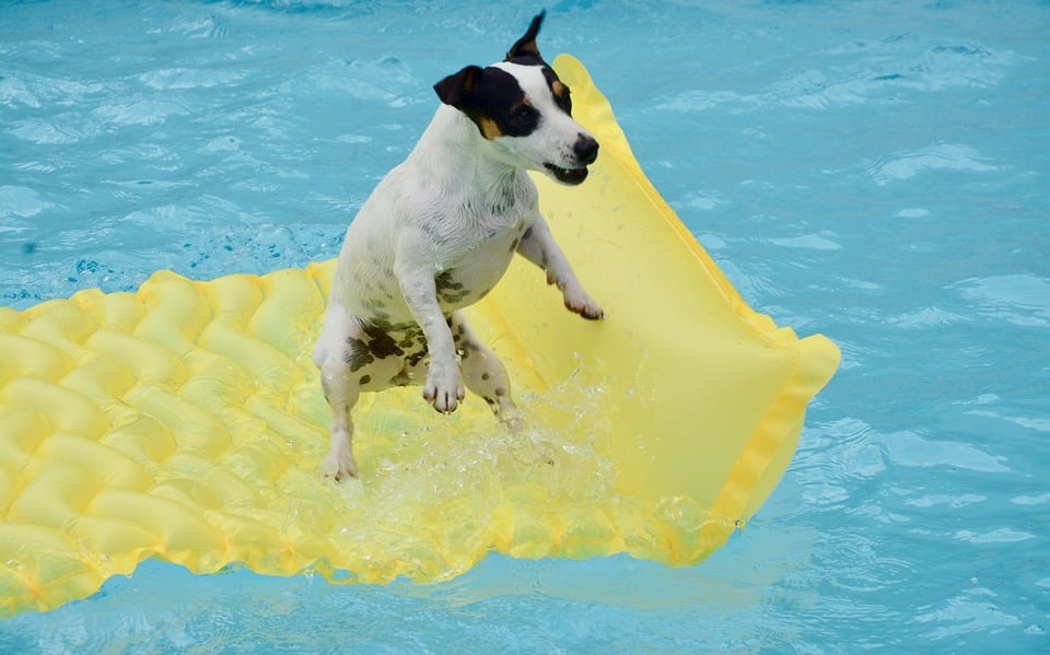 Hund und Schwimmbad: Was sind die Gefahren?