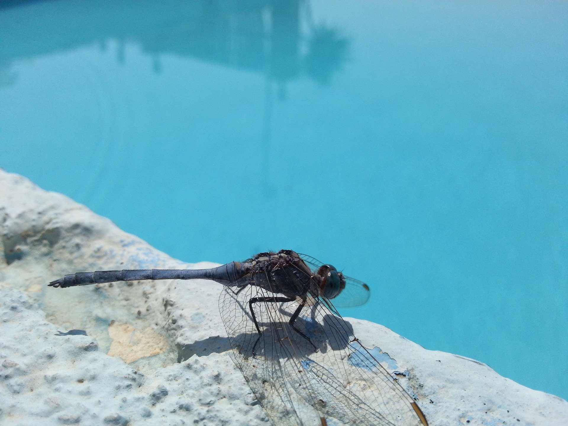 Wasserflöhe, Moskitos…Wie wird man Insekten rund um den Pool los?