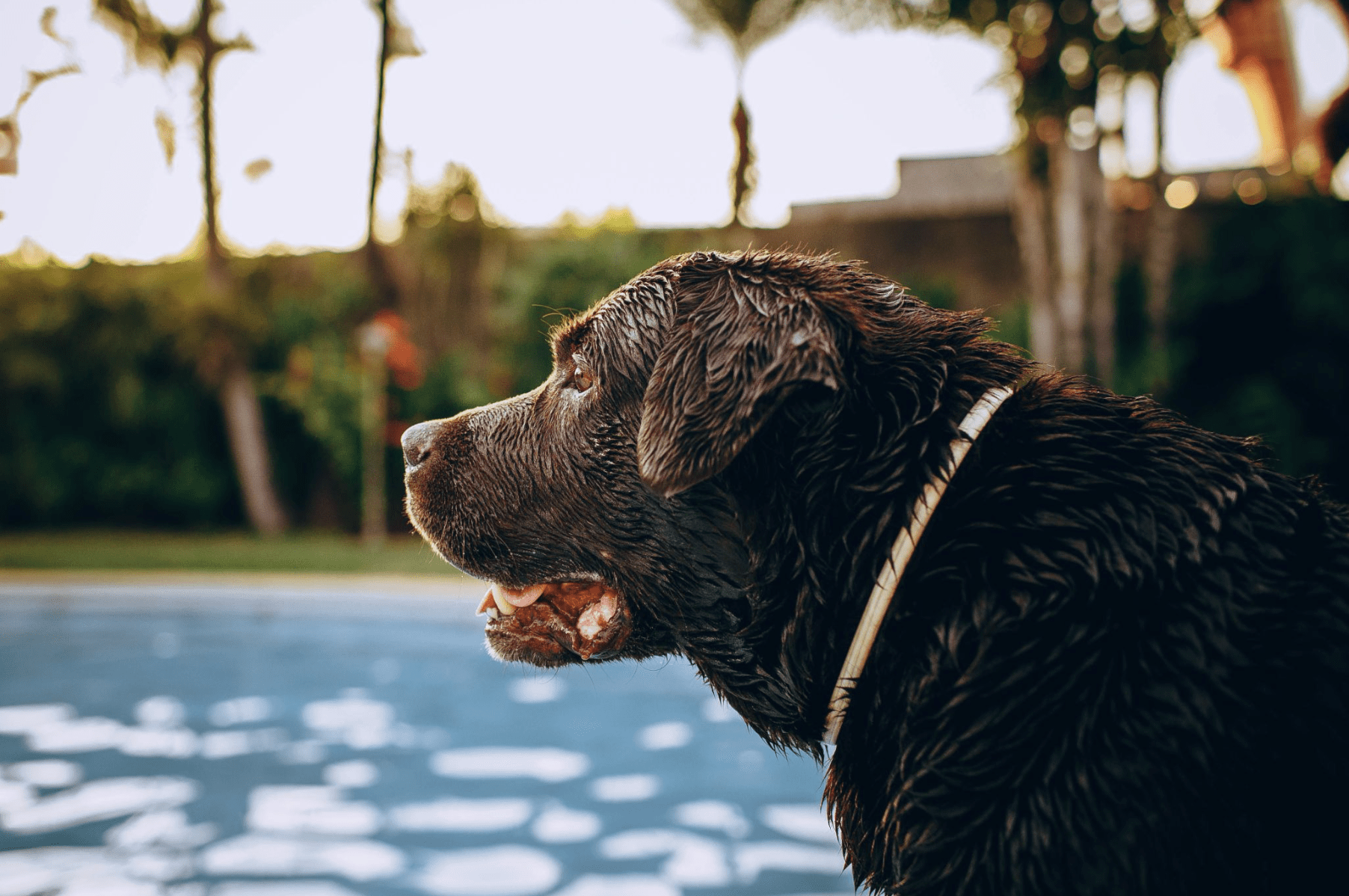 Chien mouillé assis au bord d'une piscine dans un jardin, illustrant les dangers d'une piscine pour un chien